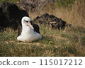 Hawaiian seabird, Laysan albatross, Cape Kaena 115017212