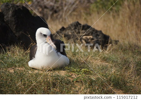 夏威夷海鳥萊桑信天翁 卡埃納角 115017212