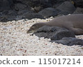 Hawaiian Monk Seal Cape Kaena 115017214