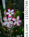 pink orchid flower in tropical 115017346