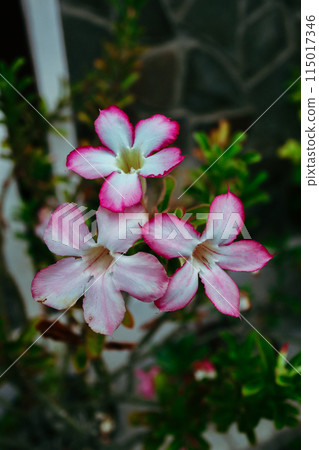 pink orchid flower in tropical pink orchid flower in tropical 115017346