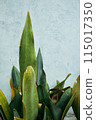 a variety of succulent plants 115017350