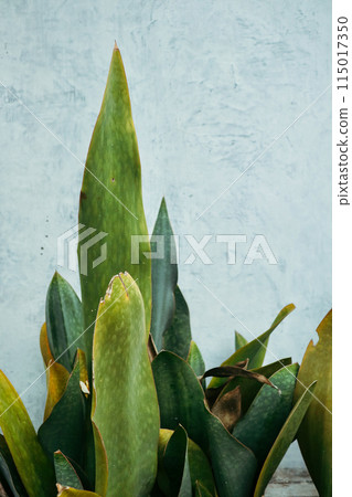 a variety of succulent plants a variety of succulent plants 115017350