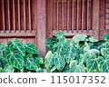 green leaves of the house 115017352