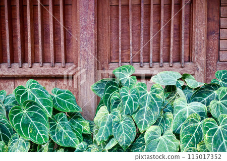 green leaves of the house green leaves of the house 115017352