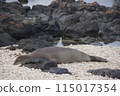 Hawaiian Monk Seal Cape Kaena 115017354