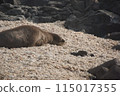 Hawaiian Monk Seal Cape Kaena 115017355