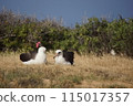 Laysan albatross at Kaena Point, Hawaii 115017357