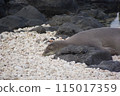 Hawaiian Monk Seal Cape Kaena 115017359