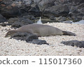 Hawaiian Monk Seal Cape Kaena 115017360
