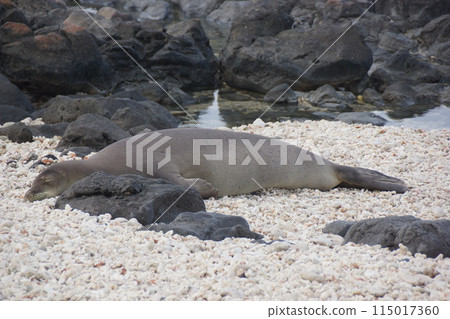 夏威夷僧海豹 卡納角 115017360