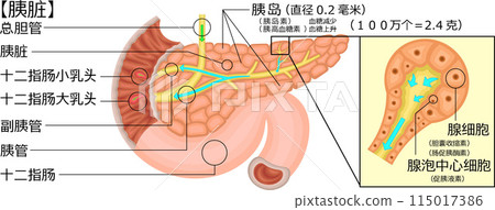 Pancreas illustration Chinese 115017386