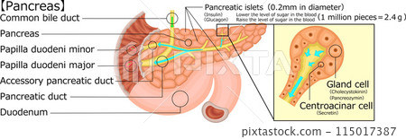 胰臟插圖英語 胰臟插圖英語 115017387