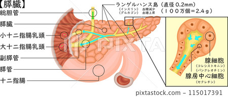 Pancreas illustration Japanese Pancreas illustration Japanese 115017391