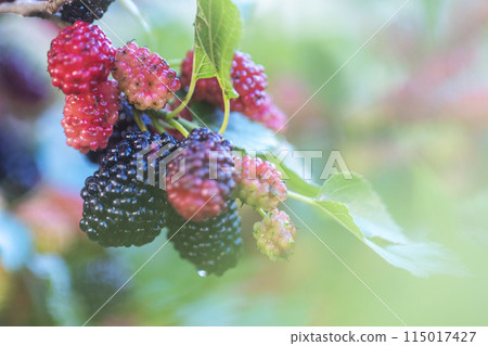 Mulberry Mulberry 115017427