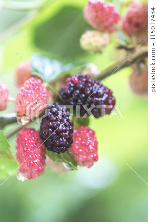 桑果 桑果 115017434