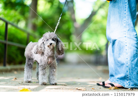 A woman walking her dog, a toy poodle standing in the fresh greenery, a dog in the forest 115017979