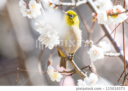 梅花和可愛的繡眼鳥(繡眼鳥家族)。 花、鳥、風、月。 位於日本東京文京區小石川植物園。 2024年 梅花和可愛的繡眼鳥(繡眼鳥家族)。 花、鳥、風、月。 位於日本東京文京區小石川植物園。 2024年 115018373