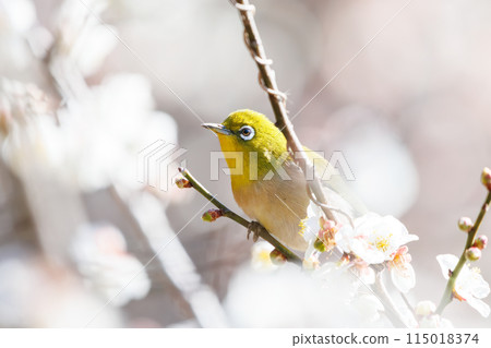 梅花和可愛的繡眼鳥(繡眼鳥家族)。 花、鳥、風、月。 位於日本東京文京區小石川植物園。 2024年 梅花和可愛的繡眼鳥(繡眼鳥家族)。 花、鳥、風、月。 位於日本東京文京區小石川植物園。 2024年 115018374