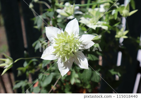 鐵線蓮白花 115018440