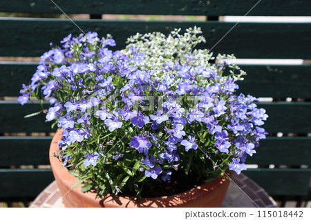 種植半邊蓮和大戟 115018442