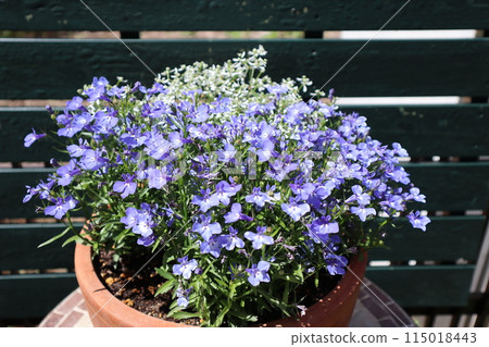 盆栽半邊蓮的藍色花朵 盆栽半邊蓮的藍色花朵 115018443