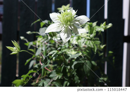 鐵線蓮白花 鐵線蓮白花 115018447