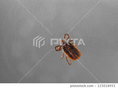 Ixodes yamato 115018453