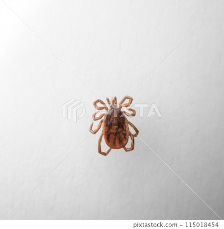 Ixodes yamato 115018454