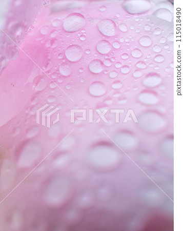 牡丹花瓣上的水滴 115018490