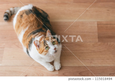 Pet cat playing in the room 115018494