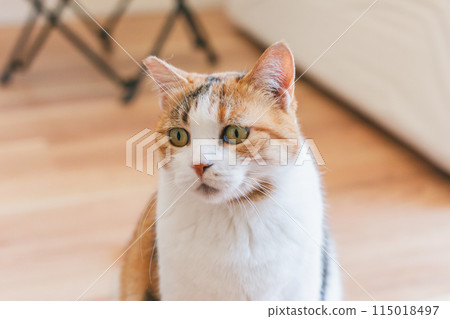 Pet cat playing in the room Pet cat playing in the room 115018497