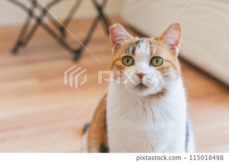 Pet cat playing in the room 115018498