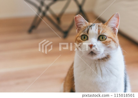 Pet cat playing in the room 115018501