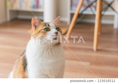 Pet cat playing in the room Pet cat playing in the room 115018512