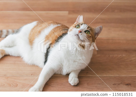 Pet cat playing in the room Pet cat playing in the room 115018531