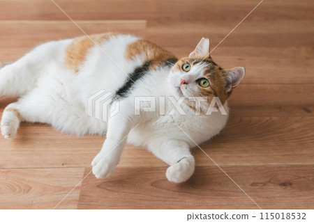 Pet cat playing in the room Pet cat playing in the room 115018532