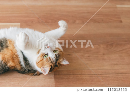 家貓在房間裡玩耍 115018533