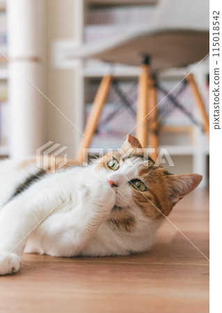 Pet cat playing in the room Pet cat playing in the room 115018542