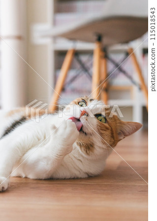 Pet cat playing in the room Pet cat playing in the room 115018543