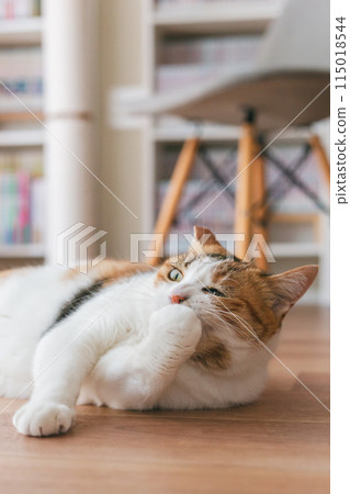 Pet cat playing in the room 115018544