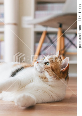 Pet cat playing in the room 115018545