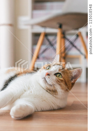 Pet cat playing in the room 115018548