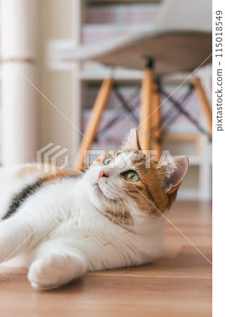 Pet cat playing in the room Pet cat playing in the room 115018549