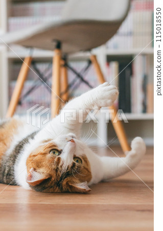 Pet cat playing in the room 115018550