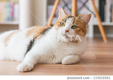 Pet cat playing in the room 115018561