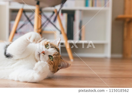 家貓在房間裡玩耍 115018562