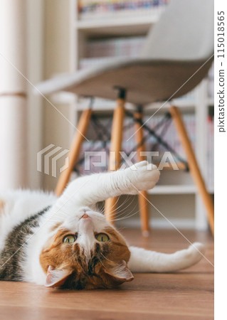 Pet cat playing in the room Pet cat playing in the room 115018565