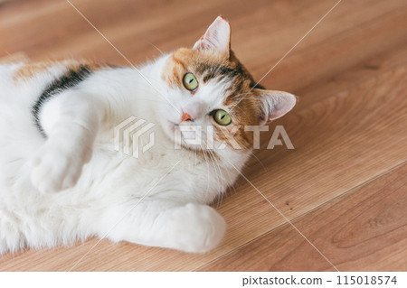 家貓在房間裡玩耍 115018574