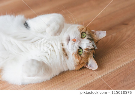 Pet cat playing in the room Pet cat playing in the room 115018576